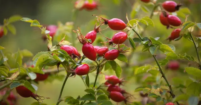Červené šípky: plody růže šípkové Červené šípky: plody růže šípkové