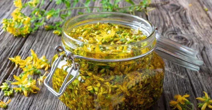 Květy třezalky naložené v oleji Květy třezalky naložené v oleji