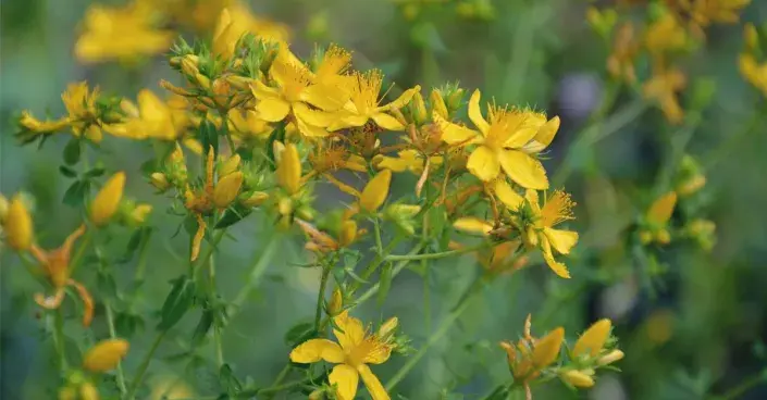 Třezalka tečkovaná Třezalka tečkovaná