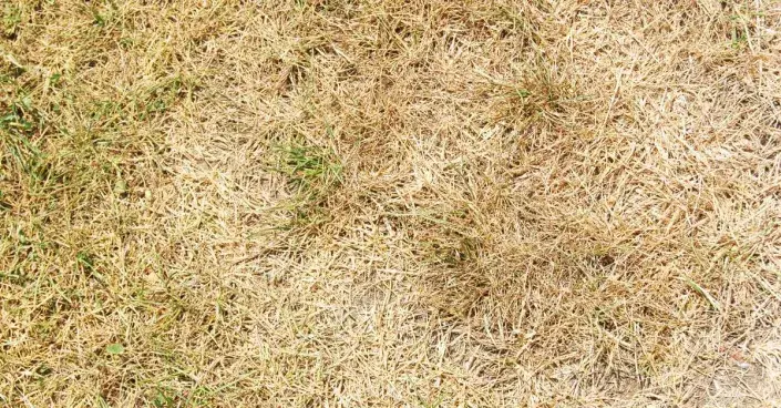 Suchý trávník Suchý trávník