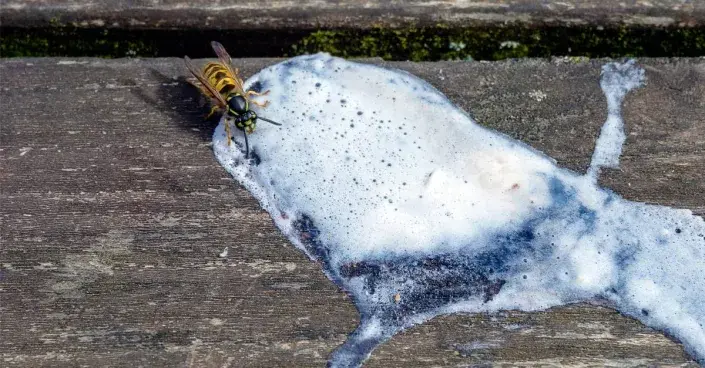 Vosa a zmrzlina Vosa a zmrzlina