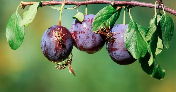 Vosy na švestkách Vosy na švestkách