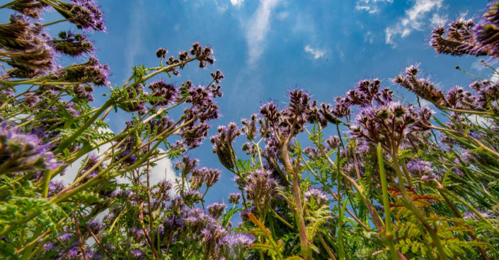 Svazenka vratičolistá (Phacelia tanacetifolia)