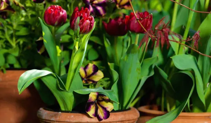 Tulipány v květináči Tulipány v květináči