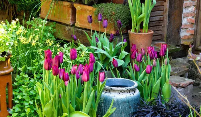 Rozkvetlé cibuloviny Rozkvetlé cibuloviny