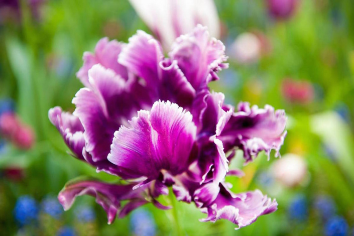 Tulipán odrůdy 'Victoria’s Secret'