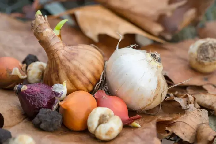 Cibule okrasných cibulovin Cibule okrasných cibulovin