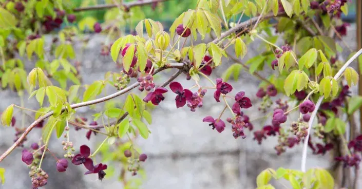 Květy akébie pětičetné Květy akébie pětičetné