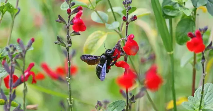 Včela drvodělka Včela drvodělka