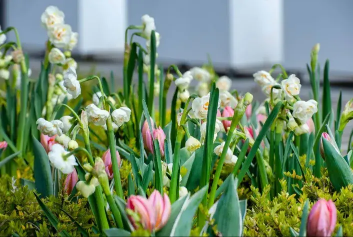 Tulipány a narcisy Tulipány a narcisy