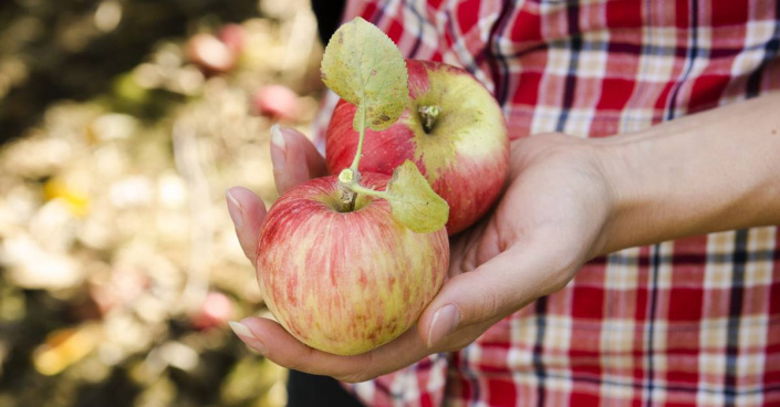 Jablka odrůdy ’Grávštýnské