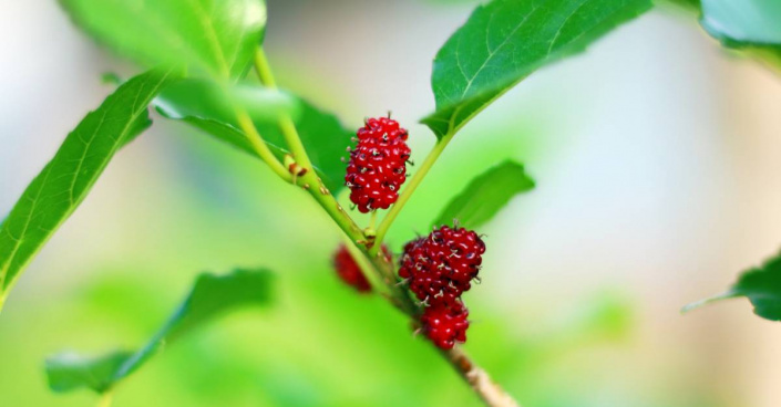 Morušovník červený (Morus rubra)