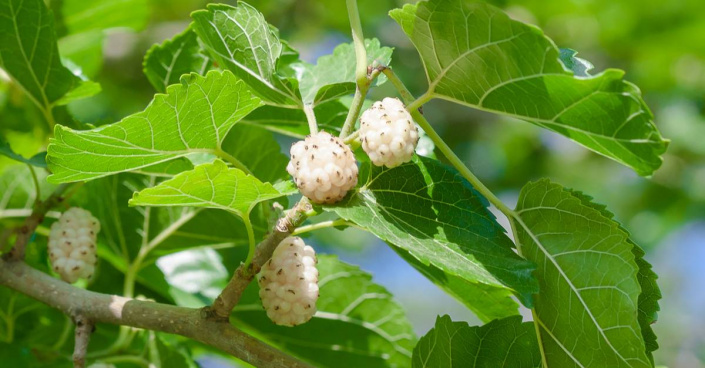 Morušovník bílý (Morus alba)