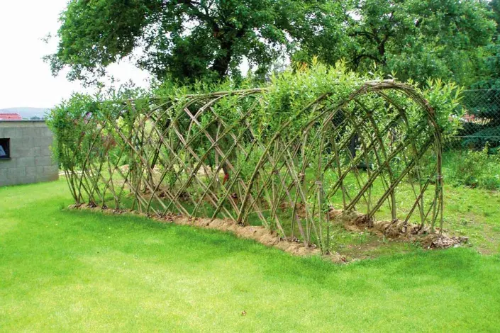 Tunel z vrbového proutí Tunel z vrbového proutí