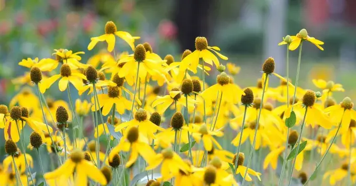 Ratibida pinnata Ratibida pinnata