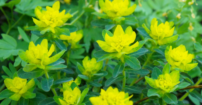 Pryšec mnohobarvý (Euphorbia polychroma)