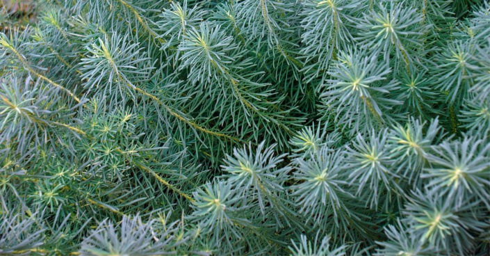 Pryšec chvojka (Euphorbia cyparissias)