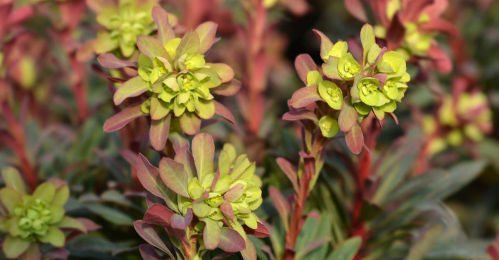 Pryšec mandloňovitý (Euphorbia amygdaloides)