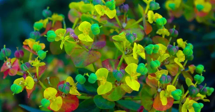 Pryšec chvojka Pryšec chvojka