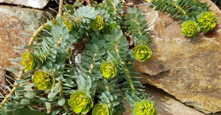 Pryšec myrtovitý (Euphorbia myrsinites)