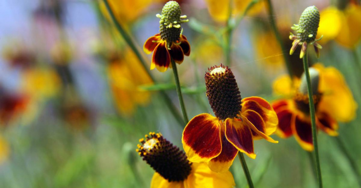 Ratibida columnifera