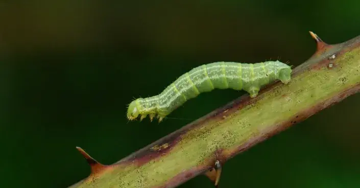 Housenka píďalky podzimní Housenka píďalky podzimní