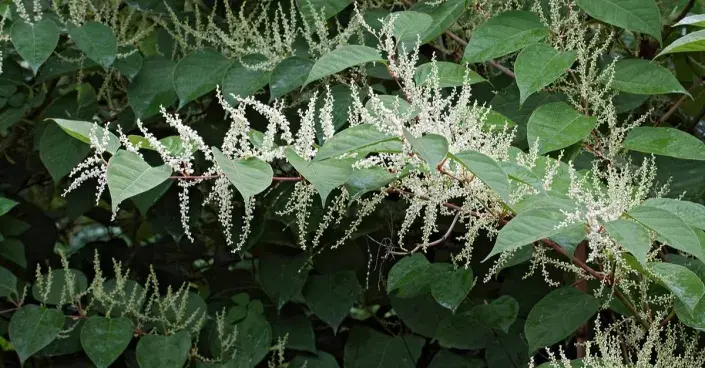 Křídlatka sachalinská Křídlatka sachalinská