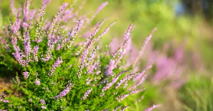 Vřes obecný Vřes obecný