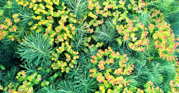 Pryšec chvojka 'Ferns Ruby' Pryšec chvojka 'Ferns Ruby'