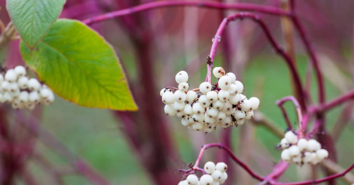 Plody svídy bílé (Cornus alba)