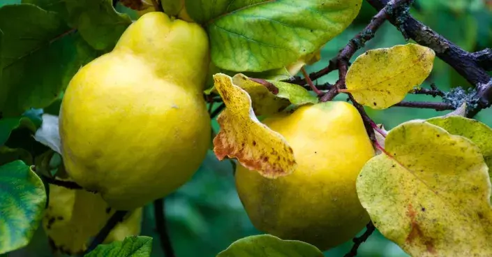 Kdouloň obecná Kdouloň obecná