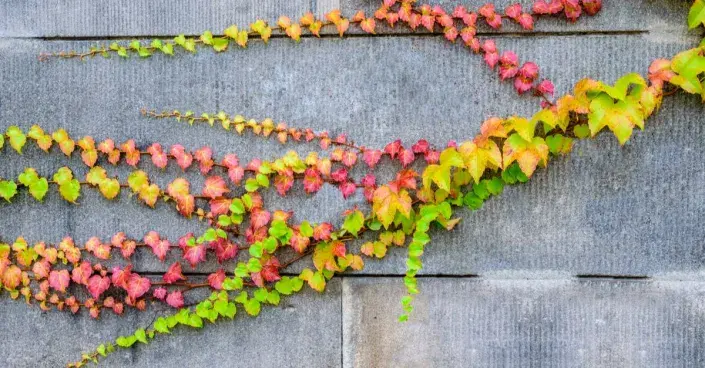 Přísavník na podzim