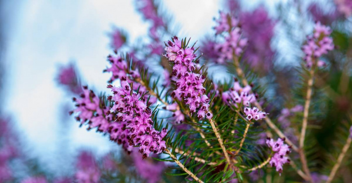 Vřesovec pleťový (Erica carnea)