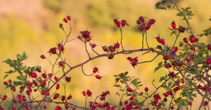 Zralé šípky Zralé šípky