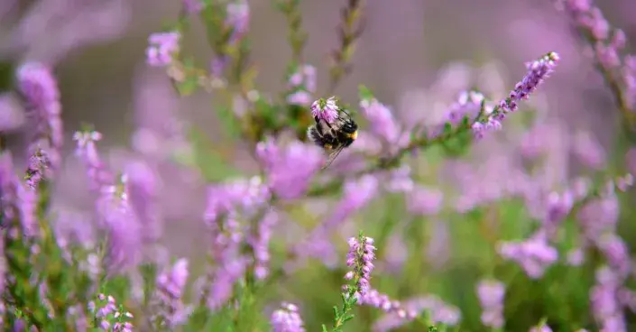 Vřes je přitažlivý pro čmeláky Vřes je přitažlivý pro čmeláky
