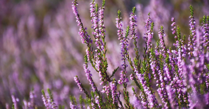 Vřes obecný (Calluna vulgaris)