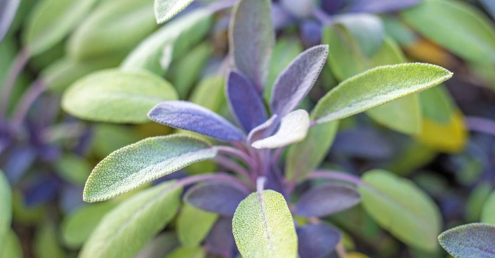 Šalvěj lékařská (Salvia officinalis) Šalvěj lékařská (Salvia officinalis)