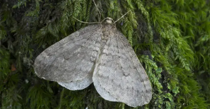 Motýl píďalky podzimní Motýl píďalky podzimní