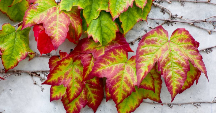 Přísavník trojcípý (Parthenocissus tricuspidata) Přísavník trojcípý (Parthenocissus tricuspidata)