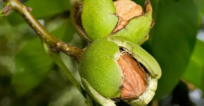 Dozrávající ořechy