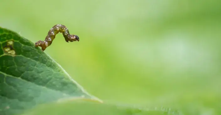 Housenka píďalky Housenka píďalky