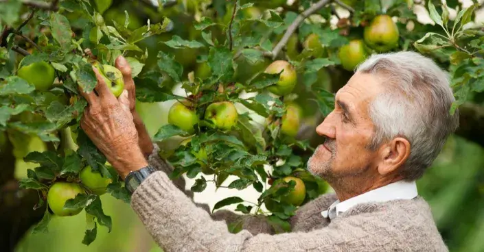 Staré odrůdy jabloní Staré odrůdy jabloní