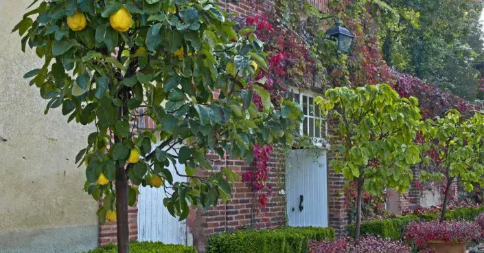 Kdouloň v květináči Kdouloň v květináči