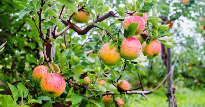 Odrůda jabloně 'Topaz' Odrůda jabloně 'Topaz'