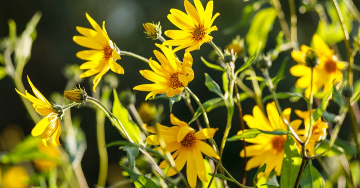 Slunečnice topinambur (Helianthus tuberosus)