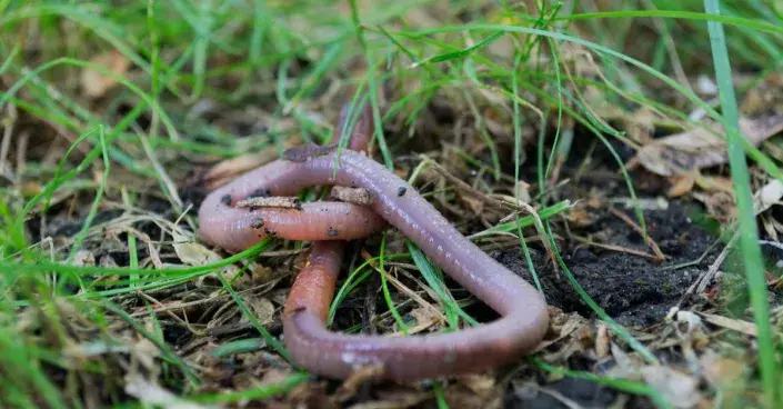 Žížala v trávě Žížala v trávě