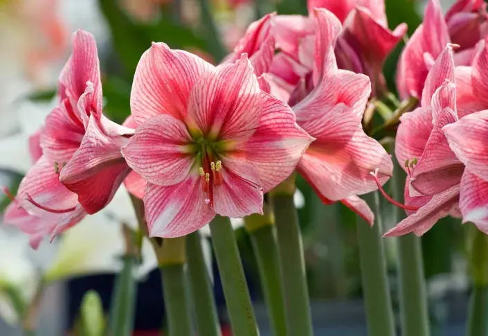 Hvězdník Hvězdník