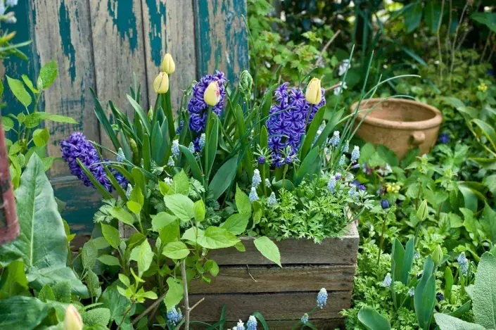 Cibuloviny vysazené v bedýnce Cibuloviny vysazené v bedýnce