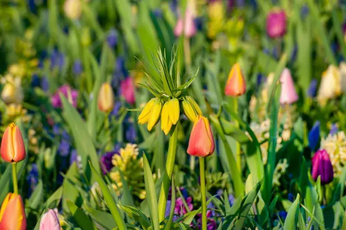 Barevné květy cibulovin Barevné květy cibulovin