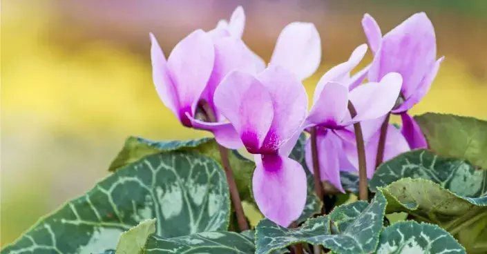 Brambořík Brambořík